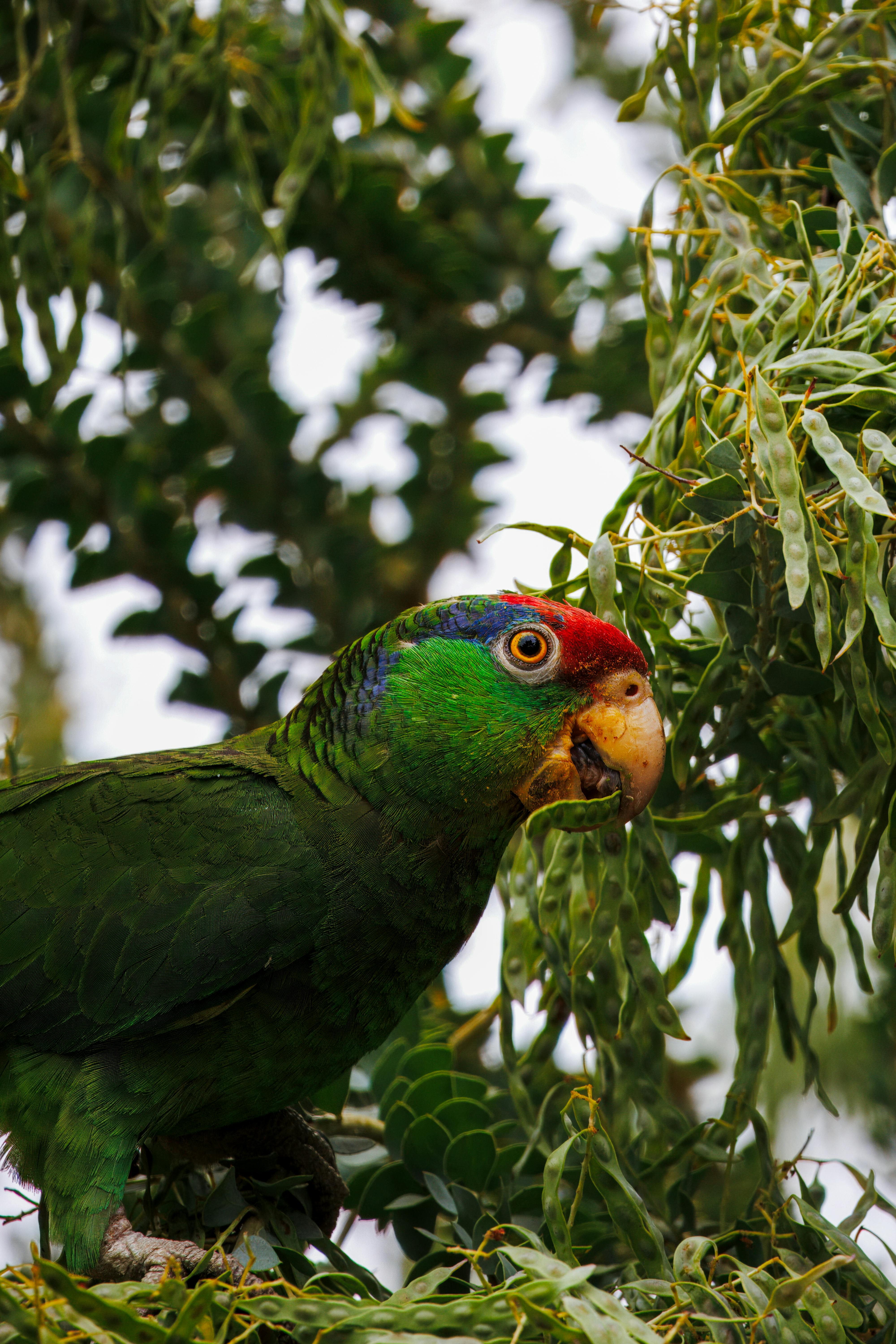 Bénin